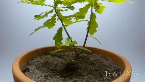 984 days in 8 minutes - Growing Plants Time-lapse Compilation