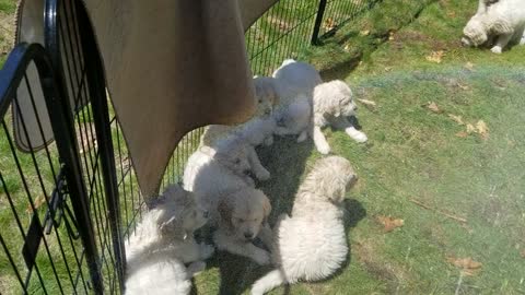 English cream golden retriever pups decide to play under mist spray