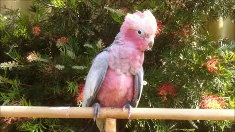 Pink and Grey Galah