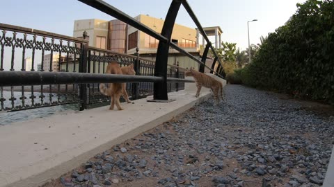 ED SHEERAN & CHRIS MARTIN - Homeless cats in Ras Al Khaimah, UAE #cat #cats #EdSheeran #ChrisMartin