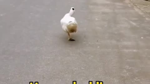 Duck Funny video🤣🤣🤣🤣🤣😍