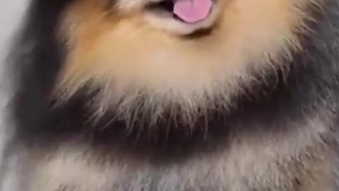 Watch this pets go crazy, really funny and cute