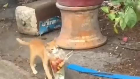 Funny Animal Videos 2024 Best Dogs And Cats Videos 😺😍short,viral,tiktok