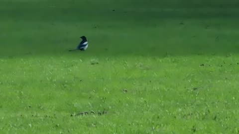 Magpie Bird On A Field In Great Britain.