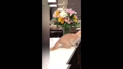 Funny animals - Funny cats / dogs - Funny animal videos