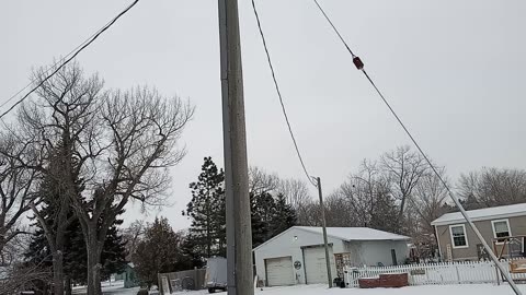 02/13/24 The beautiful doves 🕊️are outside of my apartment again.