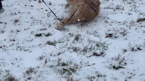 Golden Retriever Grabs Tail and Does Somersaults Down a Hill