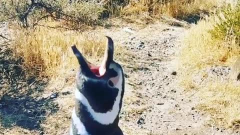 Have you heard the penguin song before?