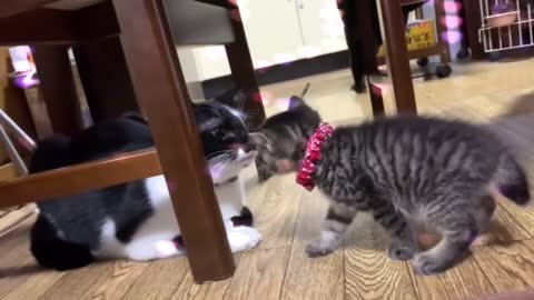 Kitten wants to play with big cat