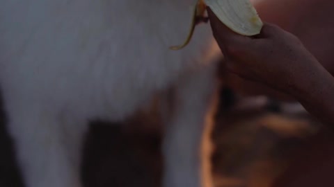 Look at this dog! He's eating a banana!