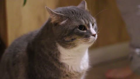 The Watchful Cat: A Pawsitively Intense Look at Feline Vigilance