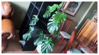 MULTIPLE BENEFITS: Can Indoor Plants Help You Save Money?