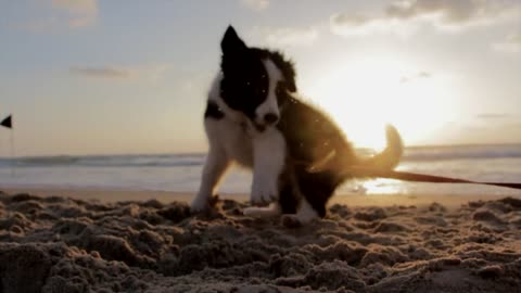 dog playing in the sand xxx