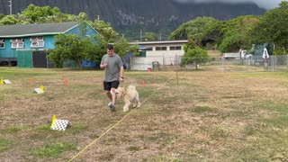 AKC Rally Intermediate Course Number 2