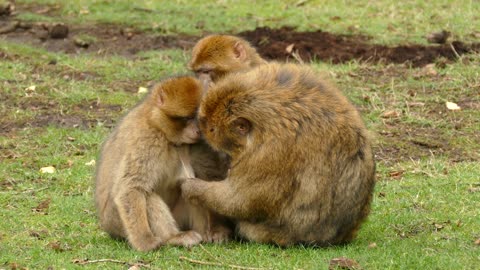 Smart monkey with family