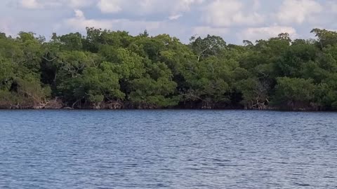 Estero Bay Hawk Fishing