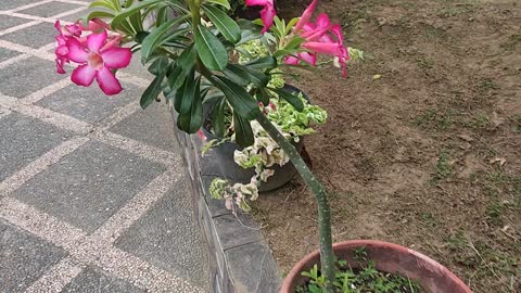 Japanese frond or adenium