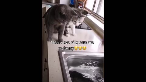 Funniest Animals - Best Of The 2022 Funny Animal #7