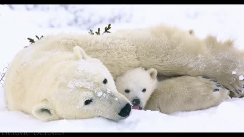 Baby Animals 4K-WildlyWonderful World