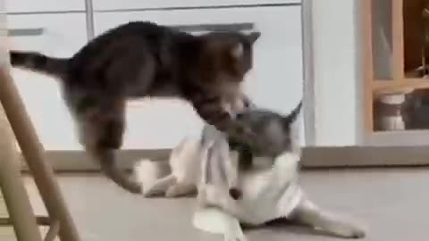 Unlikely Friendship: Astonishing Cat and Dog Duo# funny shorts #PRAFACT