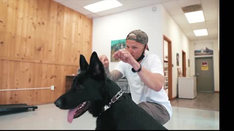 AGGRESSIVE GERMAN SHEPHERD BIT HIS OWNER DURING TRAINING !