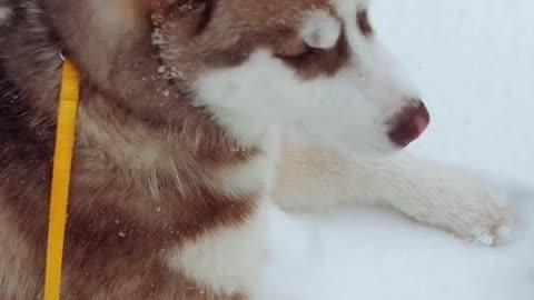 Archie and the snow