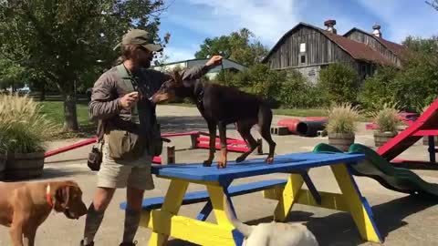 Doberman Pinscher - Remedial Training