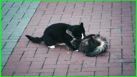 Two Cats Loving And Playing On the Floor