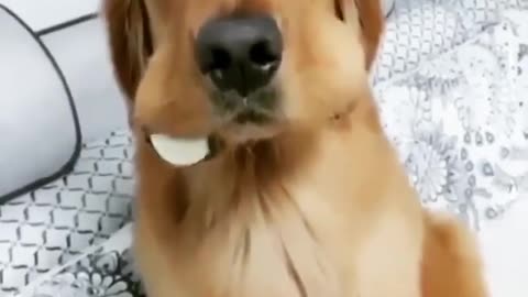 Dog funny video dog cute video