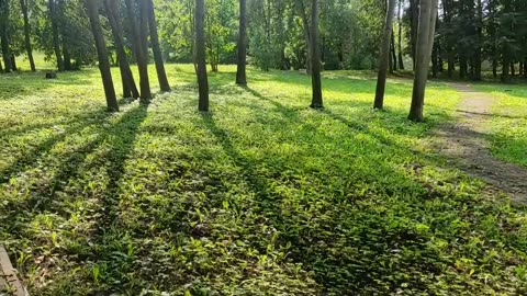 Exploring the Enchanting Beauty of a Summer Forest