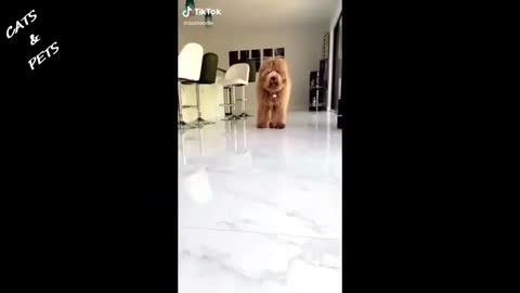 Dogs funny moments