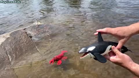 Sea Animals Toys at Shore 2021