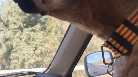 Brown dog in truck howling to the sound of a harmonica