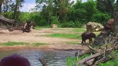 Cute Baby Elephant Takes A Bath at Disney s Animal Kingdom #Shorts