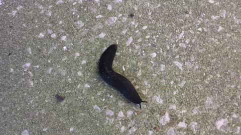 Black Velvet Leatherleaf Slug