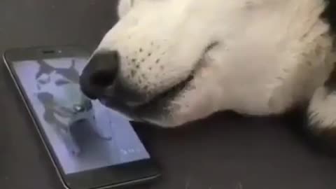 Howling sleepy Husky goes too funny