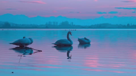 Beautiful white swans swimming in the lake.