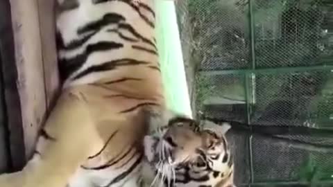 This beauty is really courageous and dares to touch the tiger's belly.