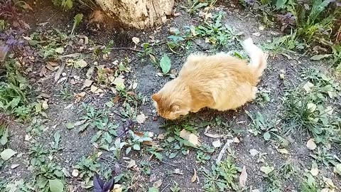 Oh, what a cute ginger kitty! 😻