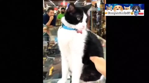 Funniest Cat and Dog videos 😻🐶 Funny Animals Videos 2023 @FunnyAnimalsST #cute #cat #animals #24