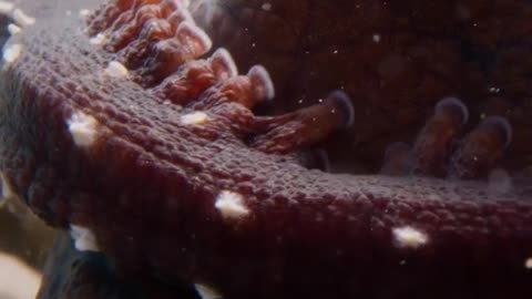 While the male octopus plays a significant role in mating