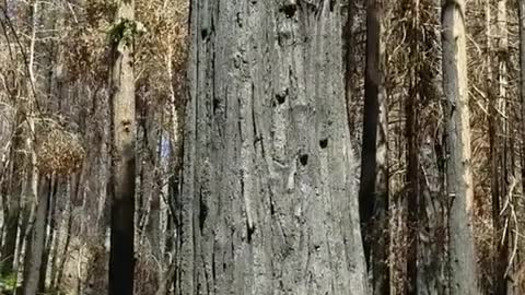 Huge and Hazardous Tree Laid Down by Loggers