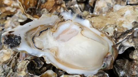 I pick up the oyster myself near my house