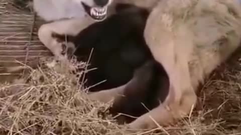 Wolf Mom Attacks Camera Man