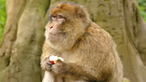 monkey eating fruits