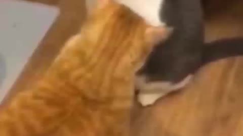 Cat slapping cute cat baby