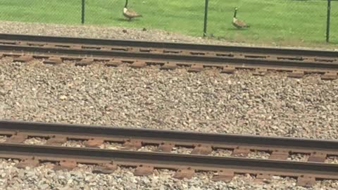 Geese Family At Train Tracks