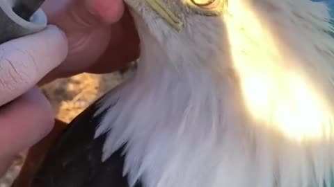 An eagle asking for help