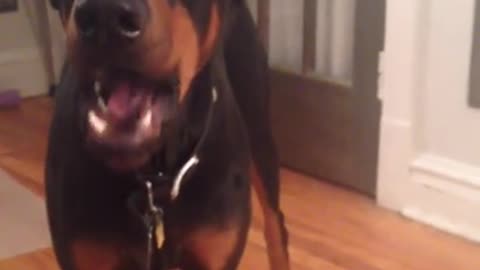 Doberman Temper Tantrum