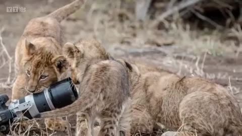 Lion Surprised Wildlife Photographers When He was Taking Pictures of a Pride